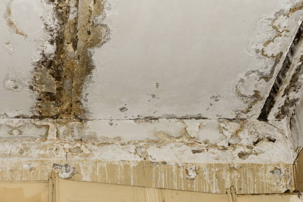 Best Emergency Mold Remediation  in Shelbyville, TN